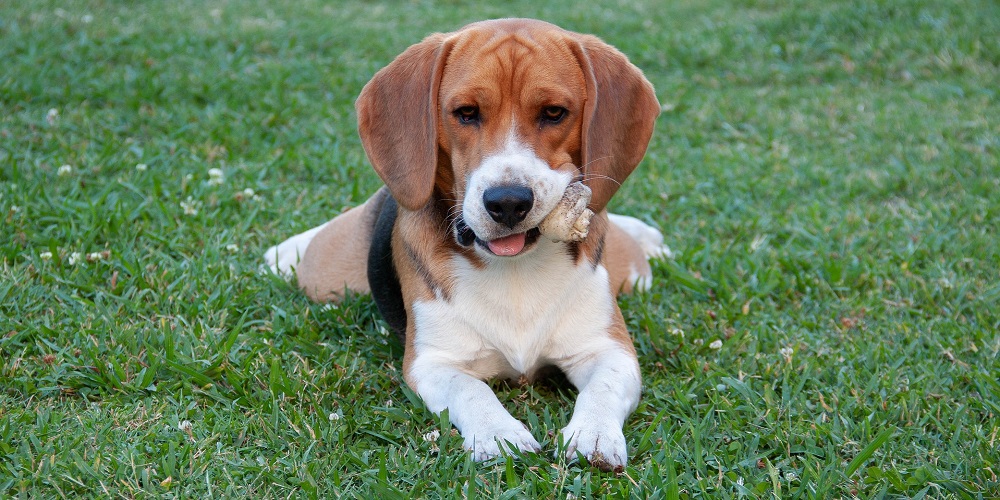 National Beagle Day in 2024/2025 When, Where, Why, How is Celebrated?