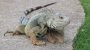 National Iguana Awareness Day-15359