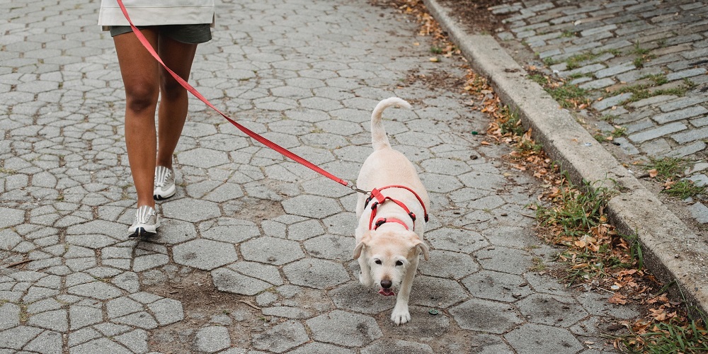 Walking the dog best sale day
