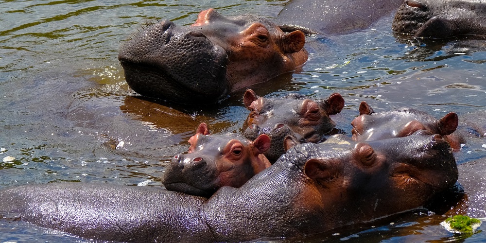 World Hippo Day in 2024/2025 When, Where, Why, How is Celebrated?