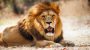 World Lion Day-15341