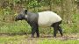 World Tapir Day