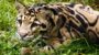 International Clouded Leopard Day-17430