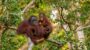 International Orangutan Day