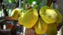 Jackfruit Day-17182