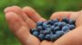 Pick Blueberries Day-17445