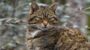 Scottish Wildcat Day