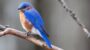 Bluebird Of Happiness Day-17981