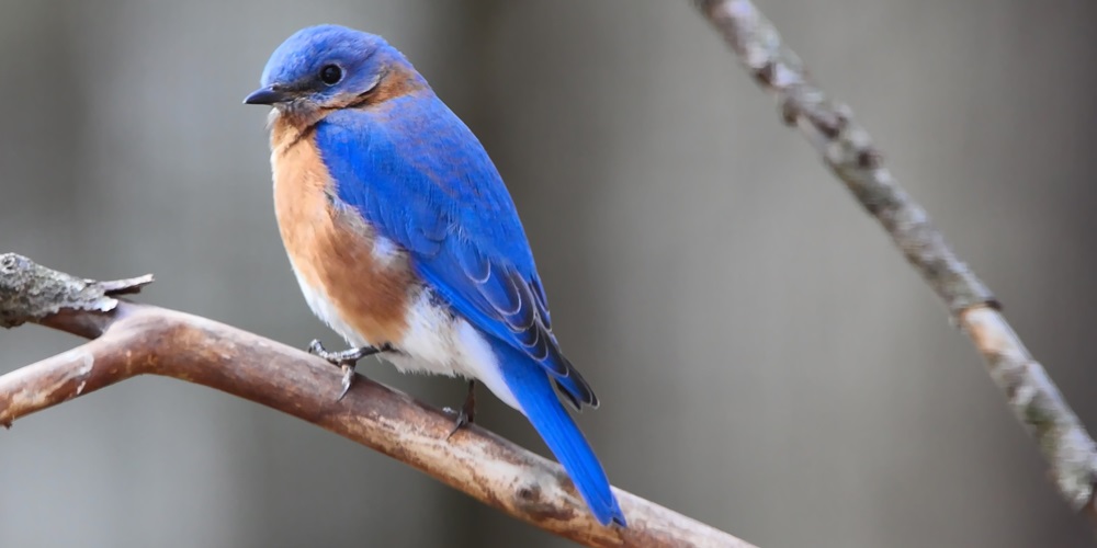 Bluebird Of Happiness Day in 2024/2025 When, Where, Why, How is