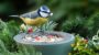 National Bird Feeding Month-17883