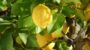 Plant A Lemon Tree Day-17767
