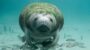 Manatee Awareness Month-18237