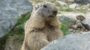 Marmot Day