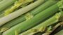 National Celery Month-18085