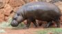 National Pygmy Hippo Day