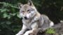 National Wolf Awareness Week-18152